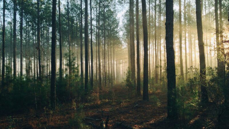 Inspire, Expire: O Segredo Simples Para Acabar Com a Agitação e Encontrar a Paz Interior