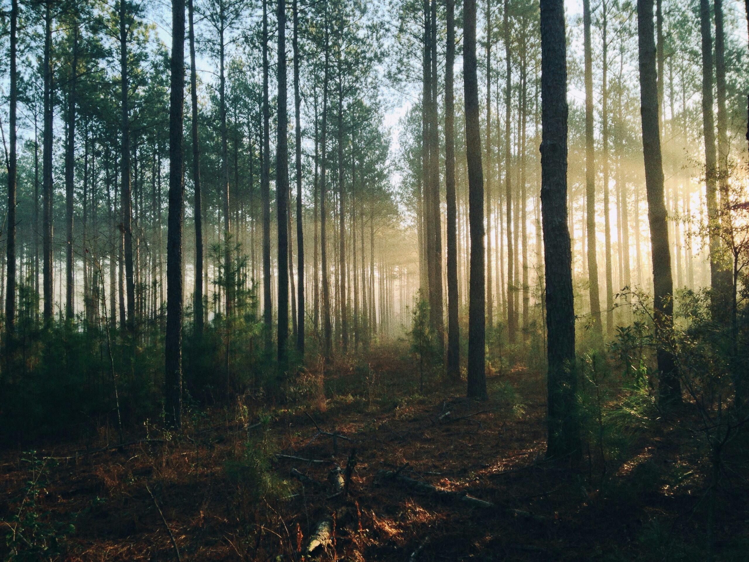 Inspire, Expire: O Segredo Simples Para Acabar Com a Agitação e Encontrar a Paz Interior